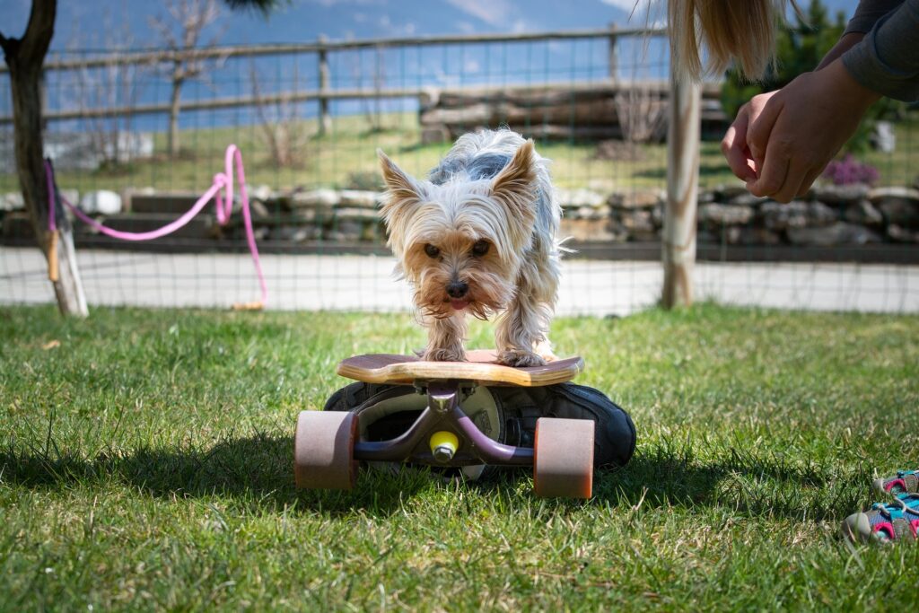 Pes překonává strach z skateboardu.