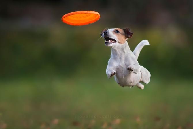 Pes pronásledující frisbee.